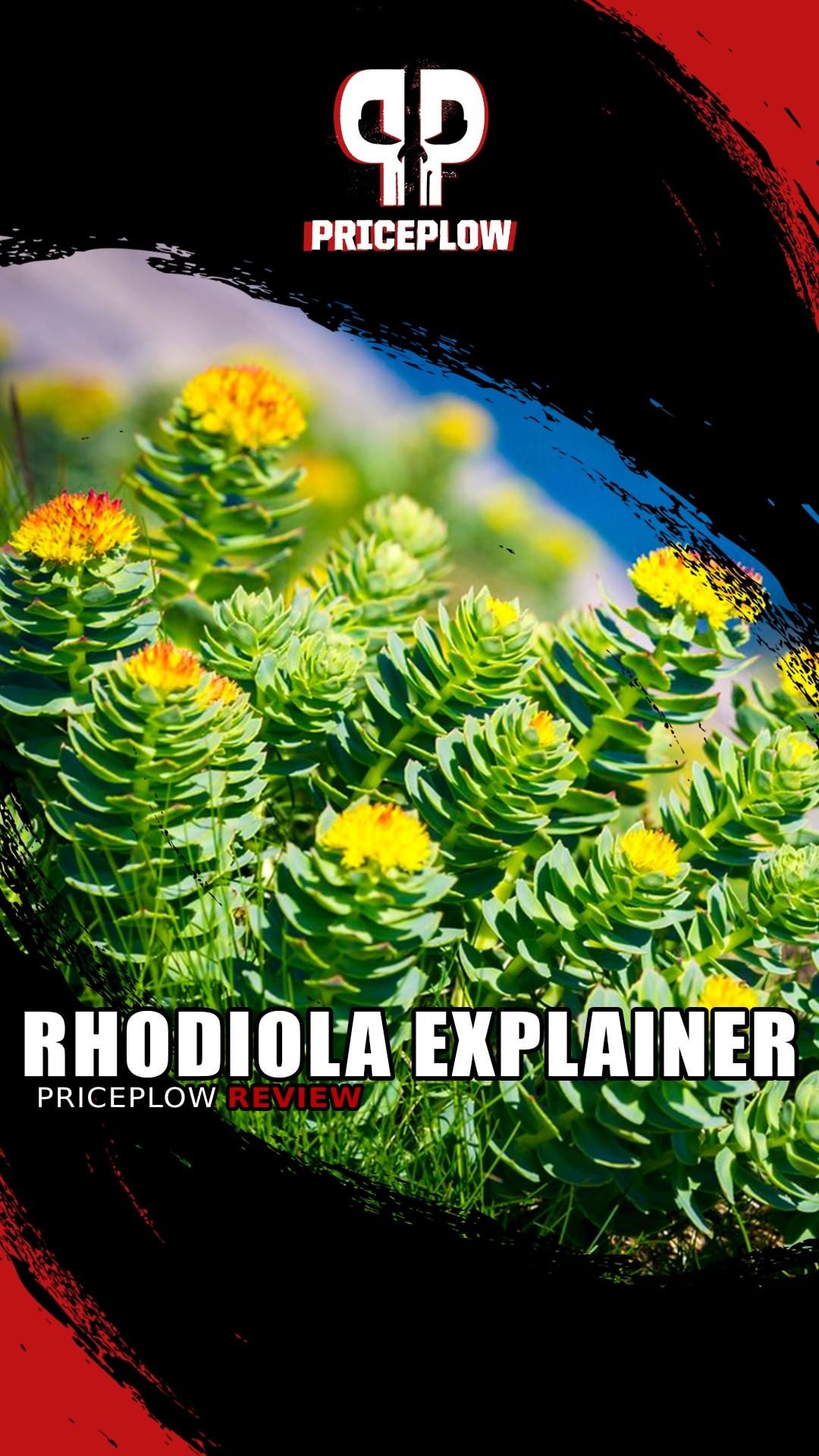 What is RHODIOLA? The Feel-Good Adaptogenic Herb of Vikings