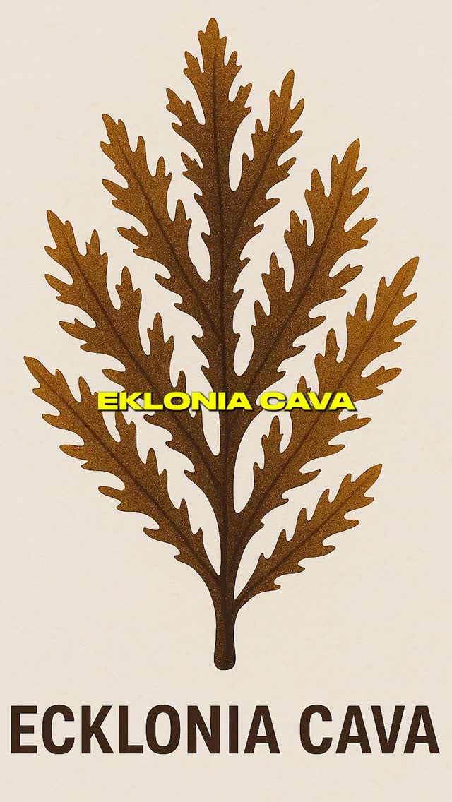 This powerful seaweed extract could be the next big thing…but what is holding back Ecklonia Cava from going big? @nootropicsdepot solved that problem and delivers a highly standardized version